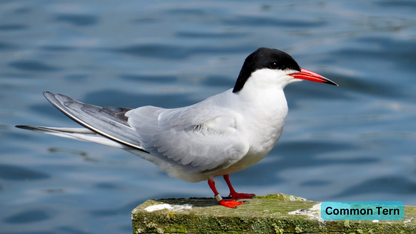 Common Tern