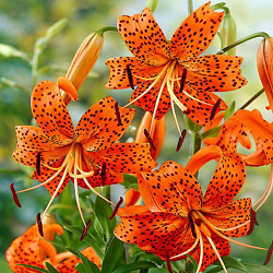 Orange Tiger Lily Flower