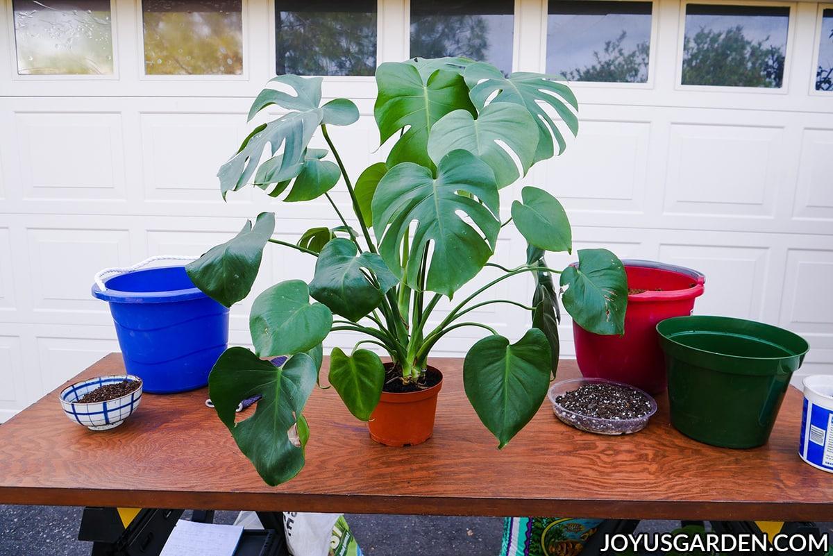 Process of Repotting Monstera Plant