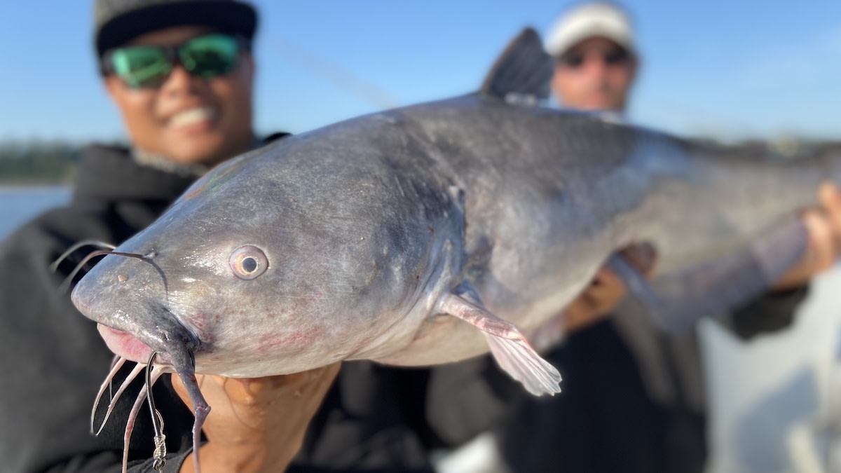 How to Catch Catfish: Expert Tips and Proven Techniques