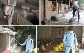 Vệ sinh, khử trùng chuồng trại.olm