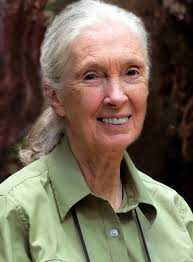 A photo of environmental activist Jane Goodall.