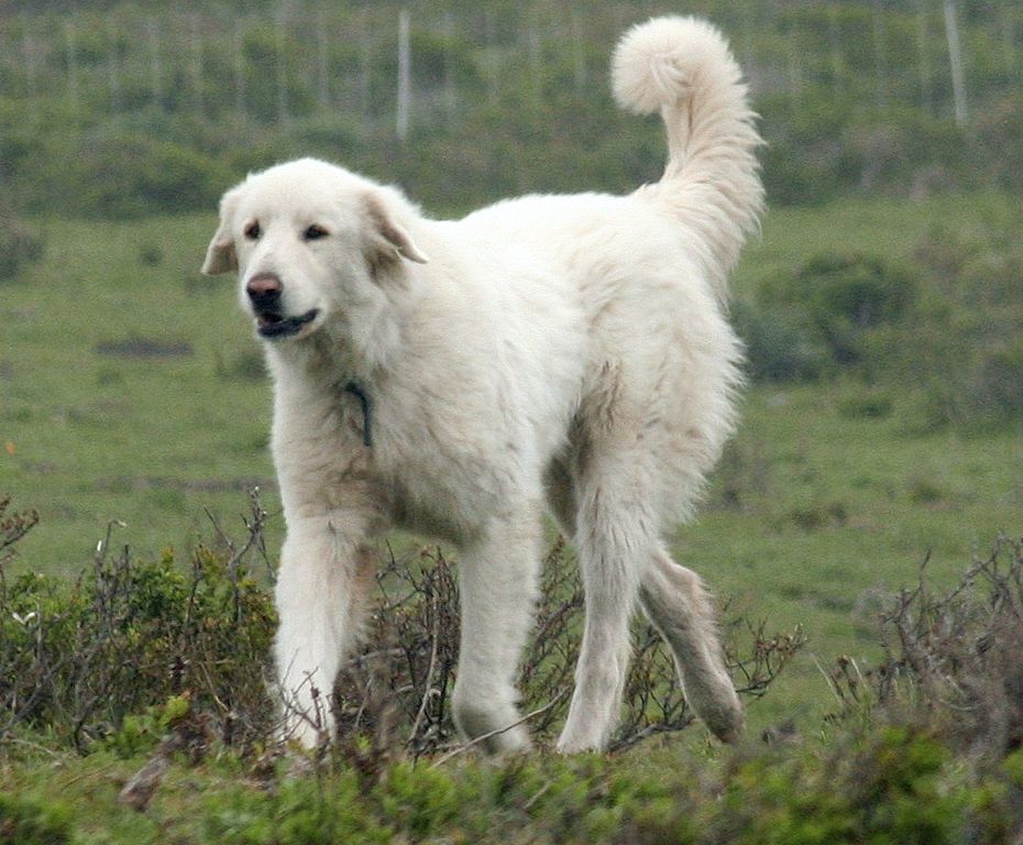 Top Dog Breeds in India That Are Resilient and Loving