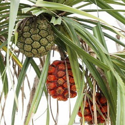 Pandanus Flower