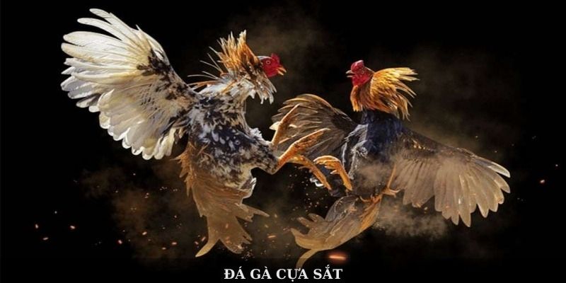 Đá gà cựa sắt 