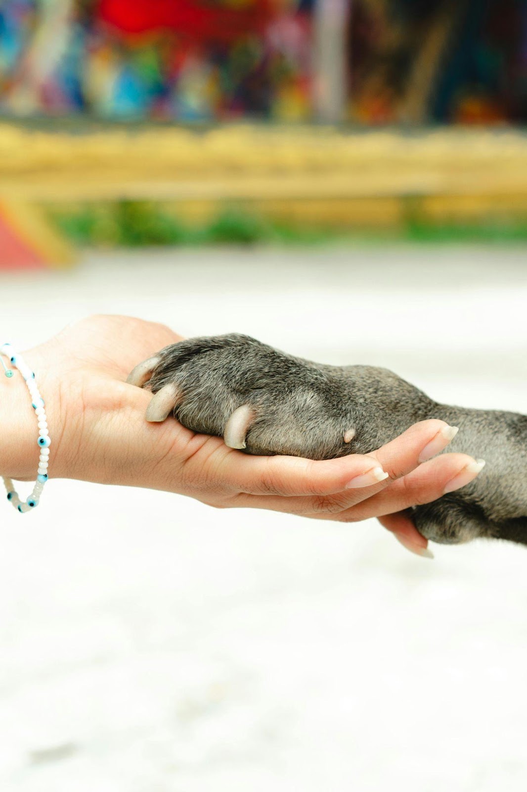 Dog and human holding hands