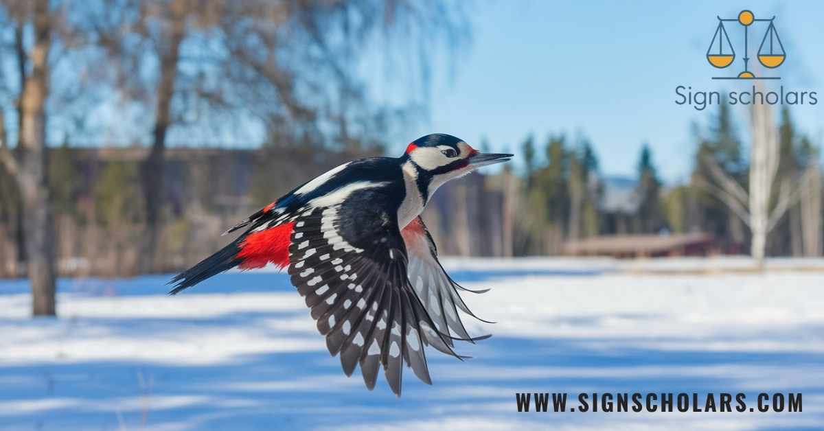 The Spiritual Significance of the Woodpecker