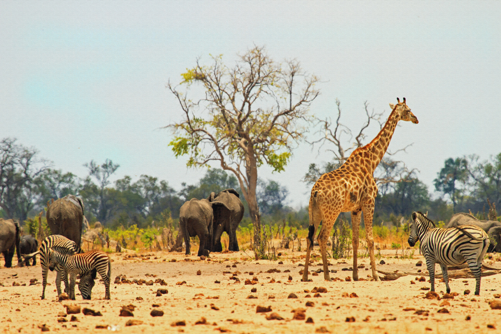 Hwange Nationalpark