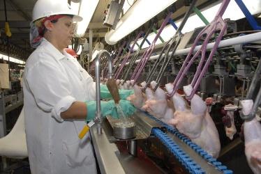 A person in a white coat and gloves working on a chicken production line

Description automatically generated