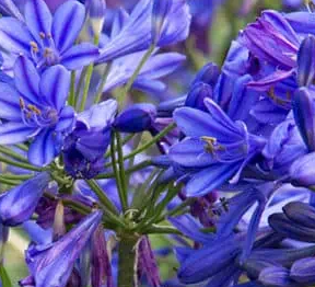 Blue Fountain Flower