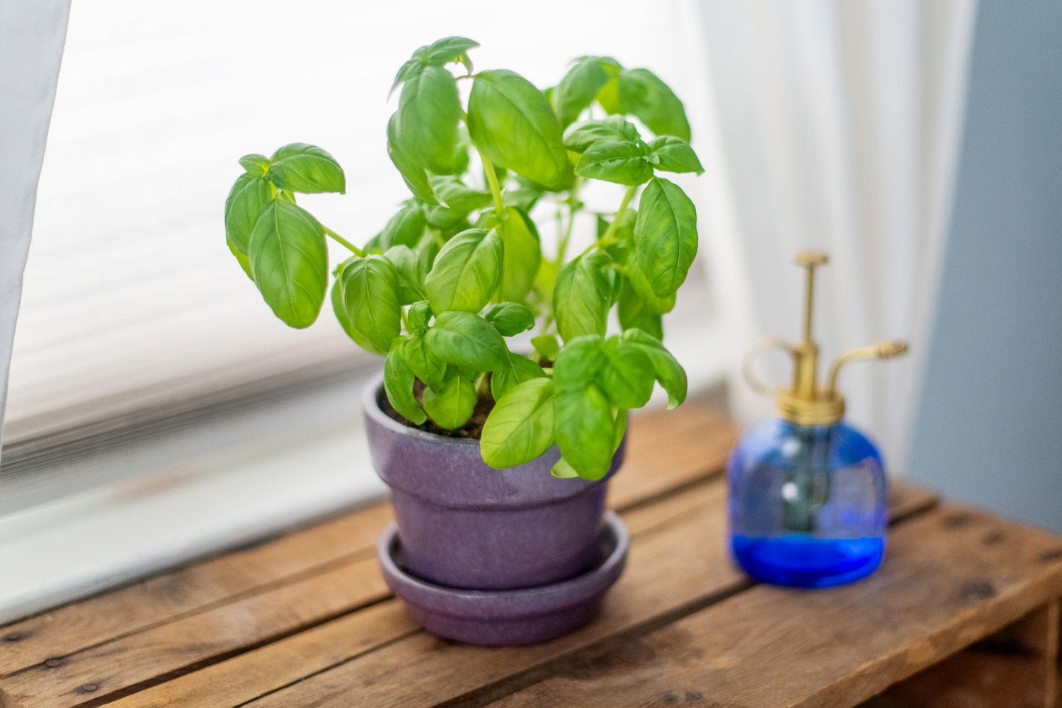 Growing basil at home