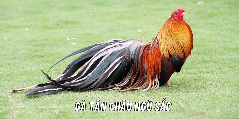 Gà Tân Châu ngũ sắc có giá trị kinh tế, thẩm mỹ vô cùng cao 