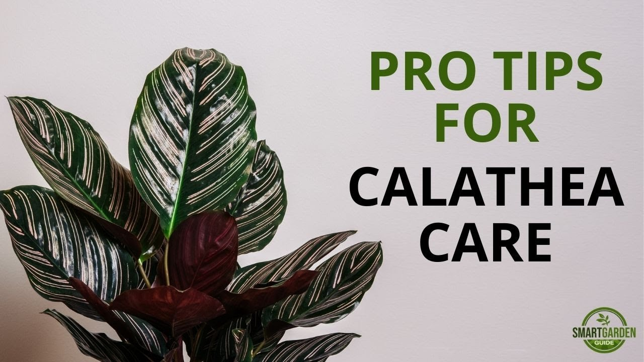 Pro Tips for Calathea Care