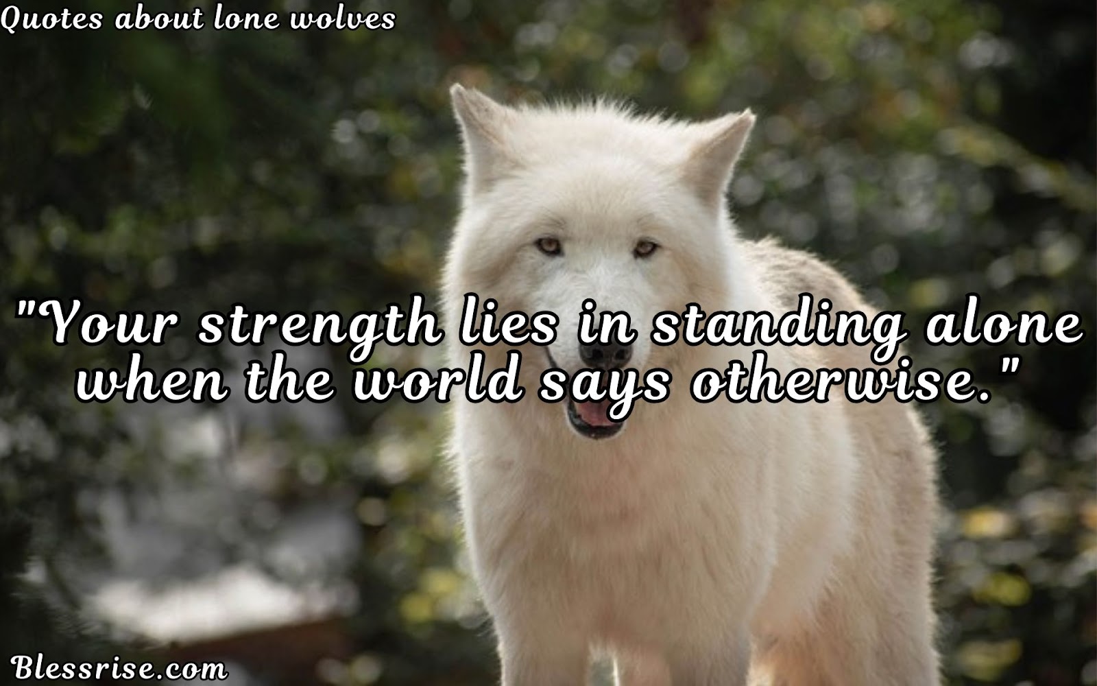 Lone Wolf Spirit
