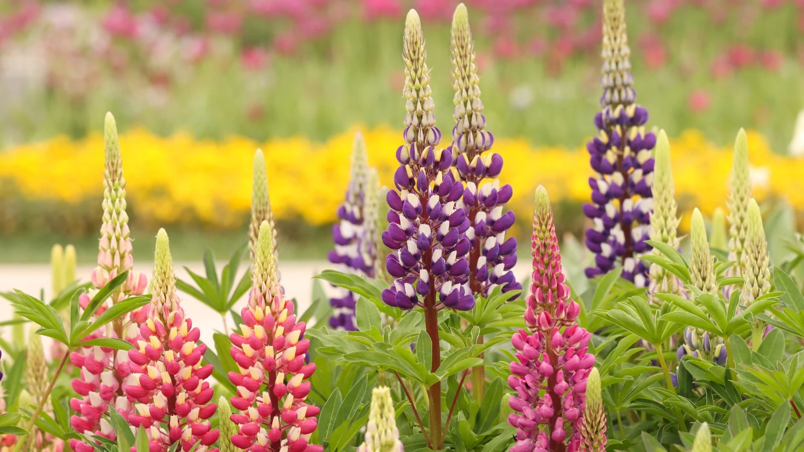 How to Choose the Right Lupine for the Garden