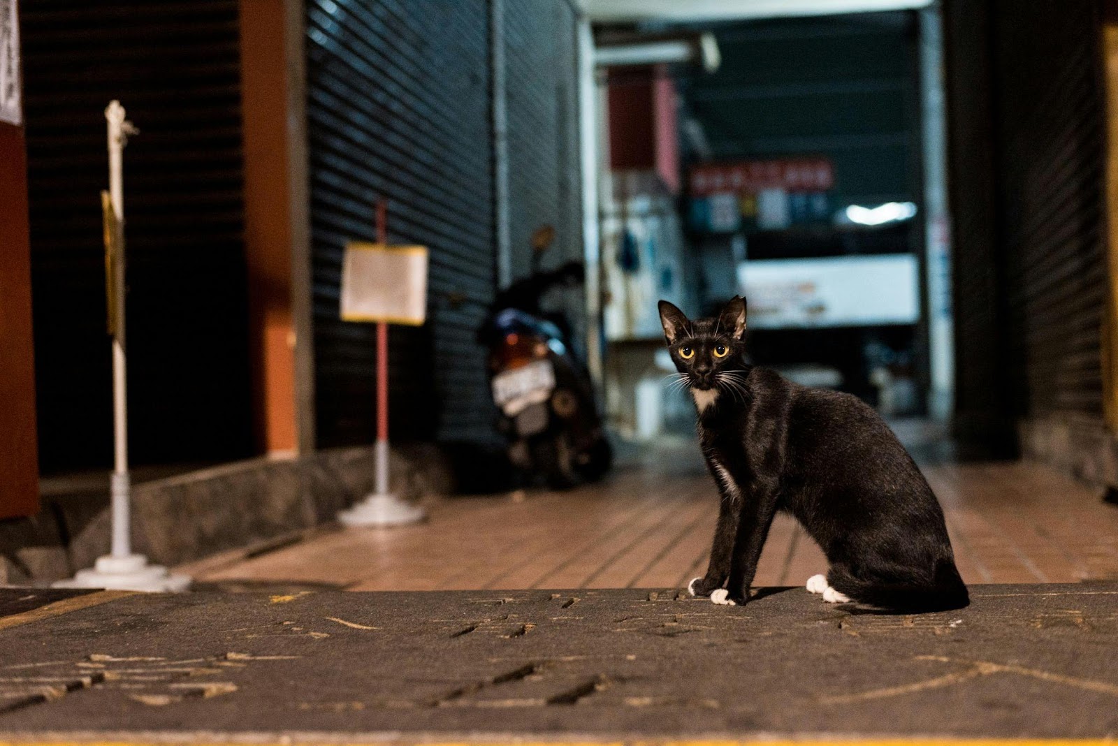 Frustrating Cat Behaviors Solved