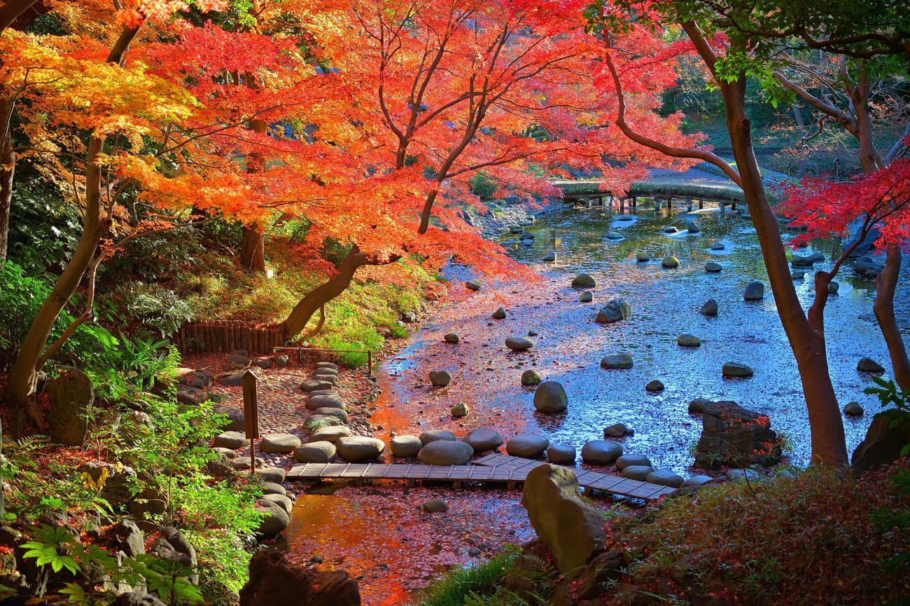 fall-foliage-tokyo