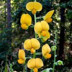 Showy Rattlepod Flower