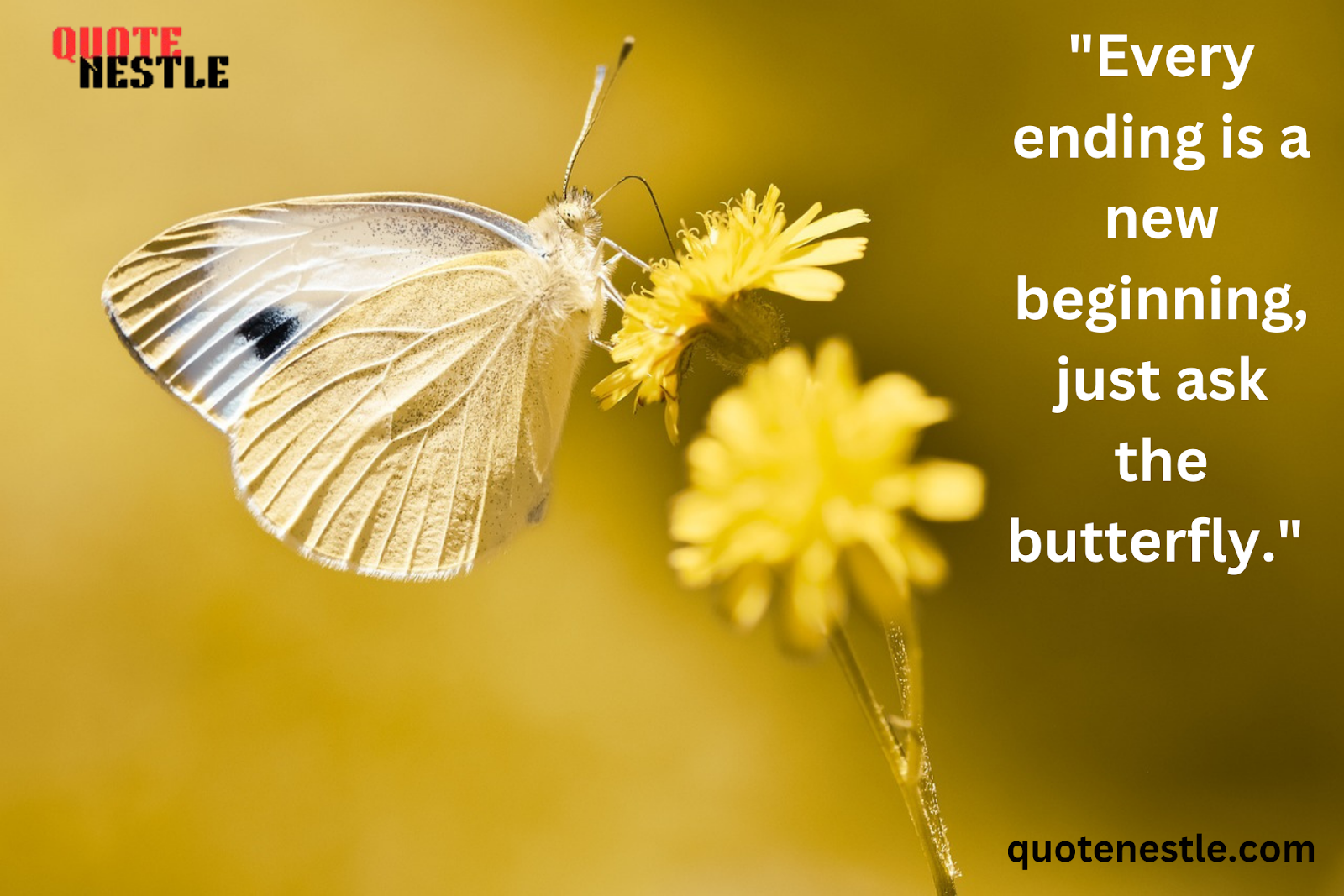 Butterfly Metamorphosis Quotes