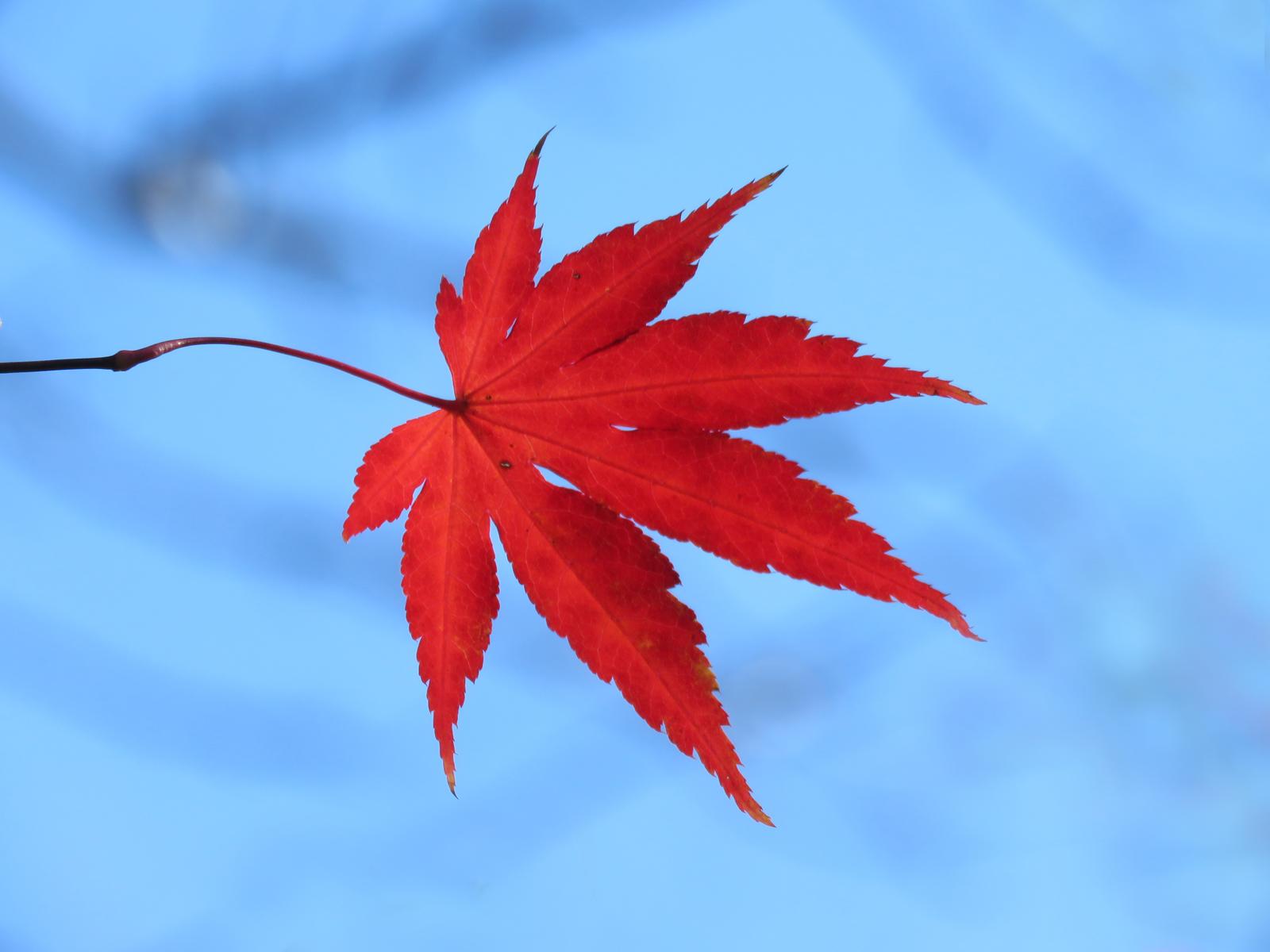 ../parrishphotosforpieandchai/Parrish_Red%20leaf.jpg