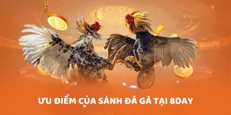 Ưu điểm của sảnh đá gà tại 8DAY