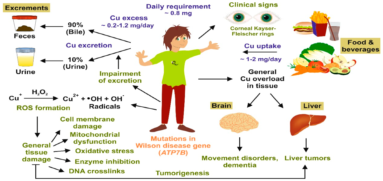 Mechanism of action