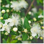 10 flowers name in arabic

