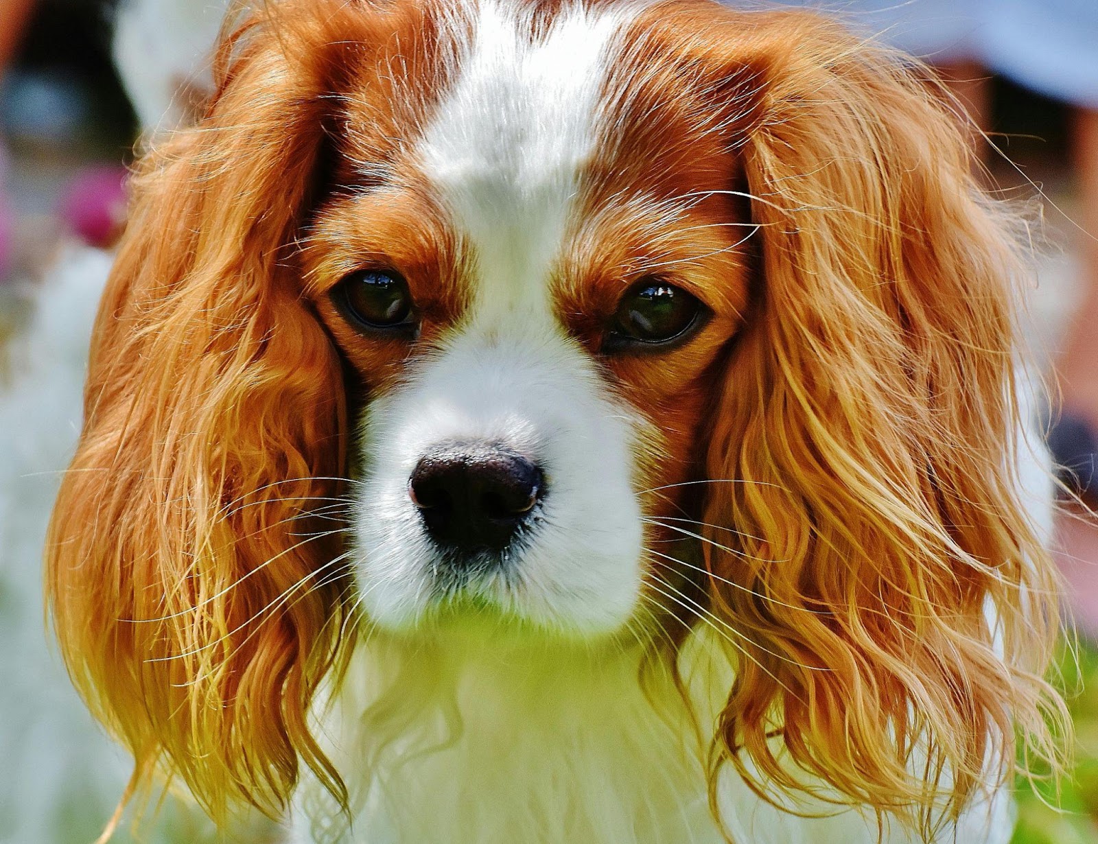 Cavalier King Charles Spaniels: The Lap Lovers