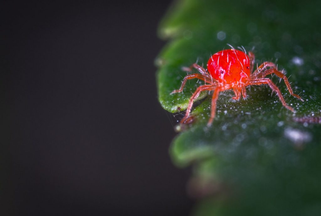 spider mites on jade plant