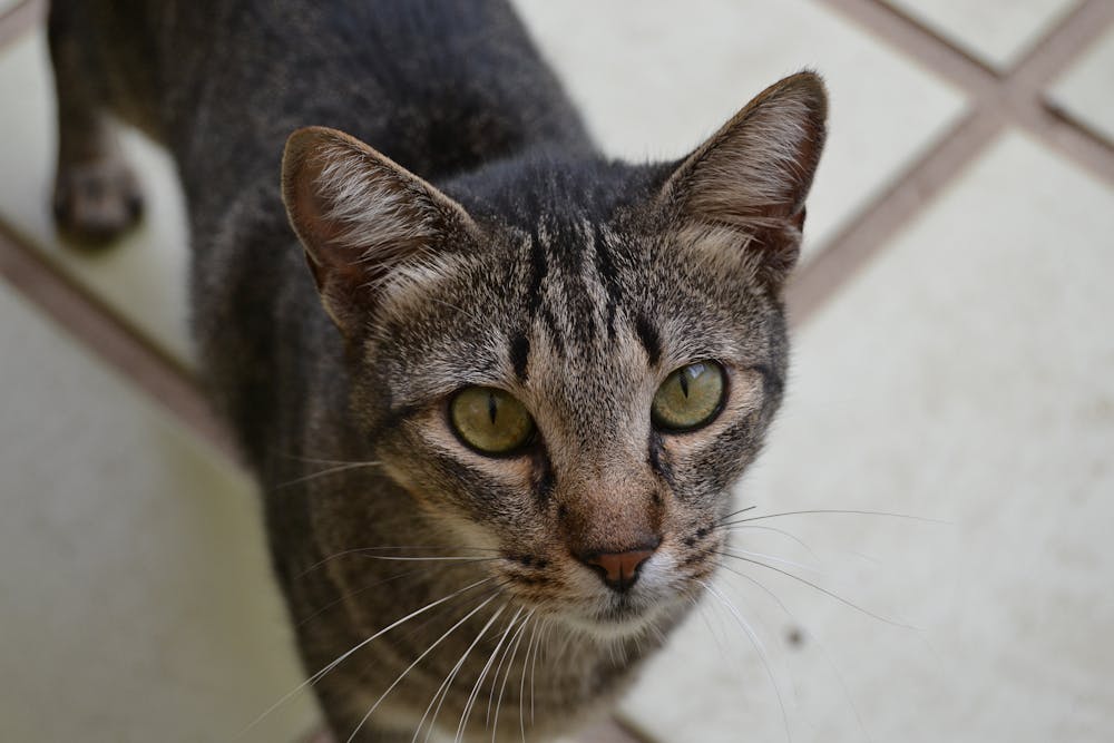 Close-up Portrait of a Domestic Tabby Cat Indoors