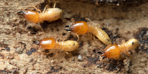 Prevent Infestations With Annual Termite Treatment
