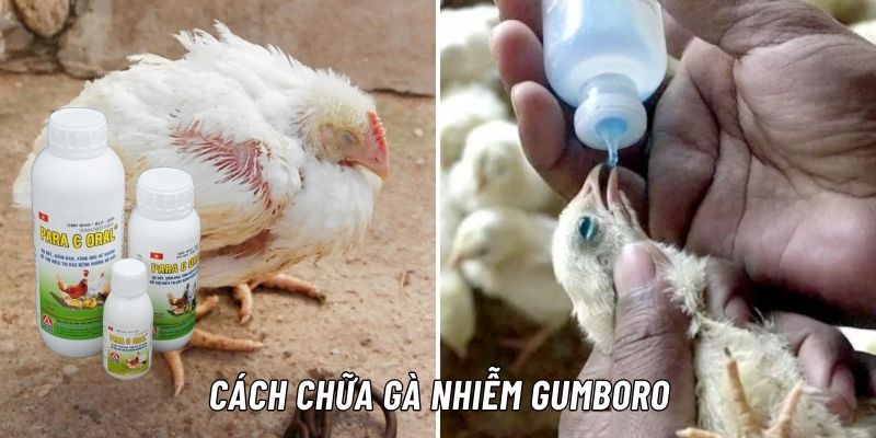 Hướng dẫn phác đồ điều trị gà nhiễm Gumboro hiệu quả nhất hiện nay 