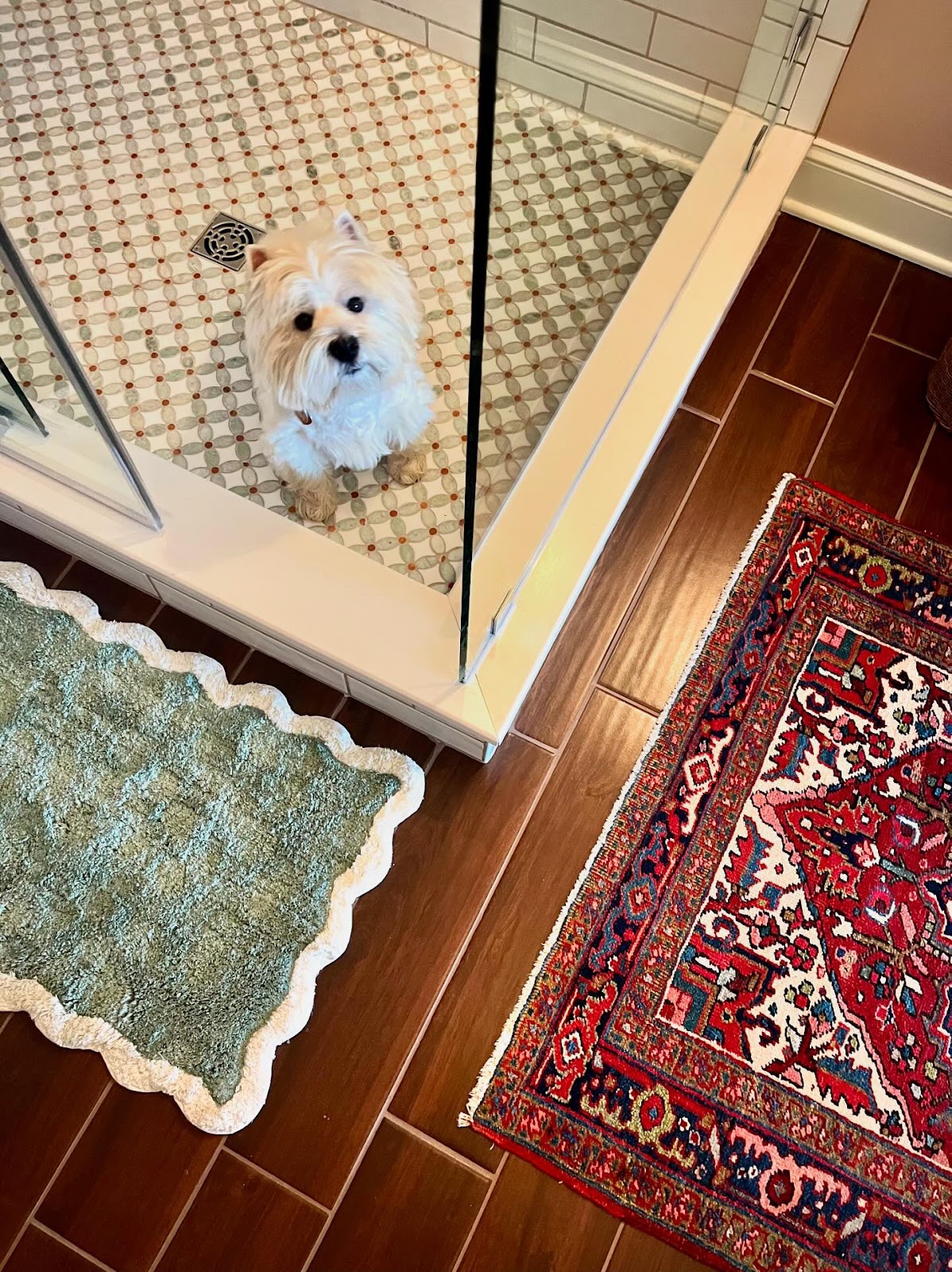 A small white Westie dog sits inside a glass shower enclosure flanked by rugs on the floor.