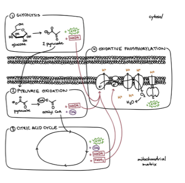 all steps of cell respiration