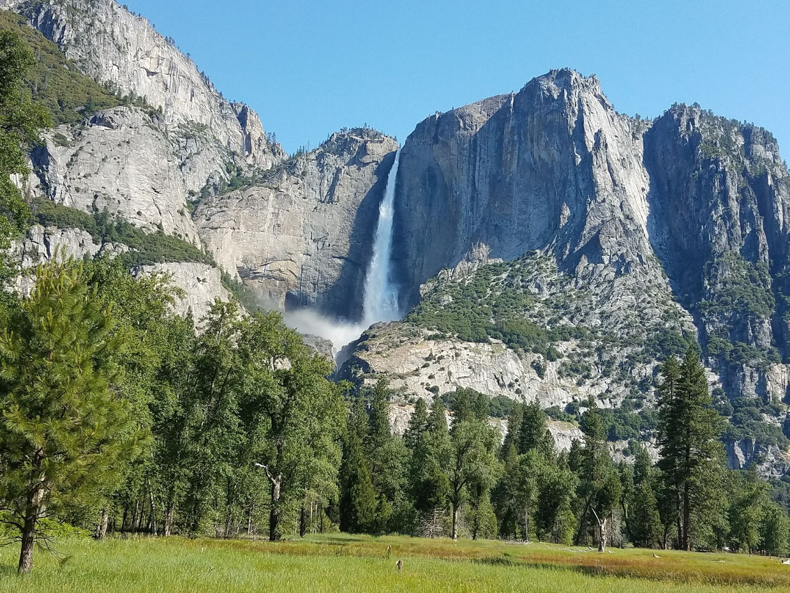 Panoramic view of a clearing in the forest of Yosemite National Park, towering granite cliffs rising in the background, Yosemite Falls visible