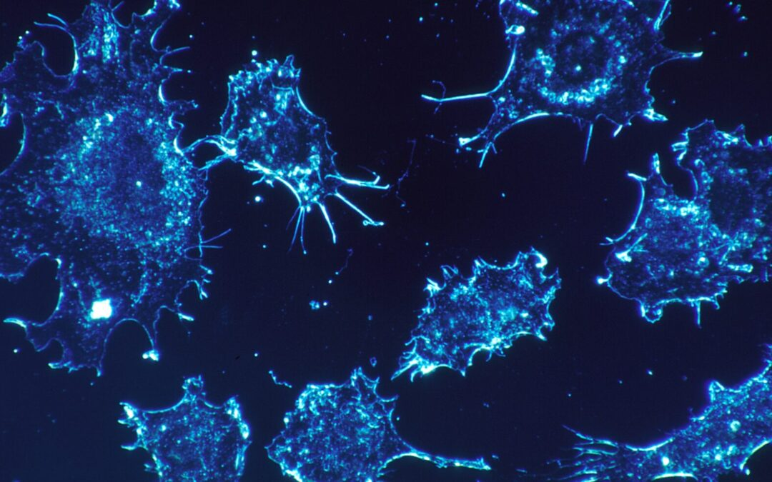 Liver Cancer Therapeutics Market