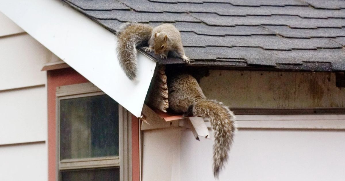 Squirrel Storing Food in Attic