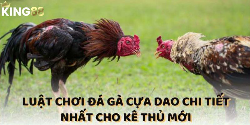 3 bước diễn ra một trận đá gà cựa dao 