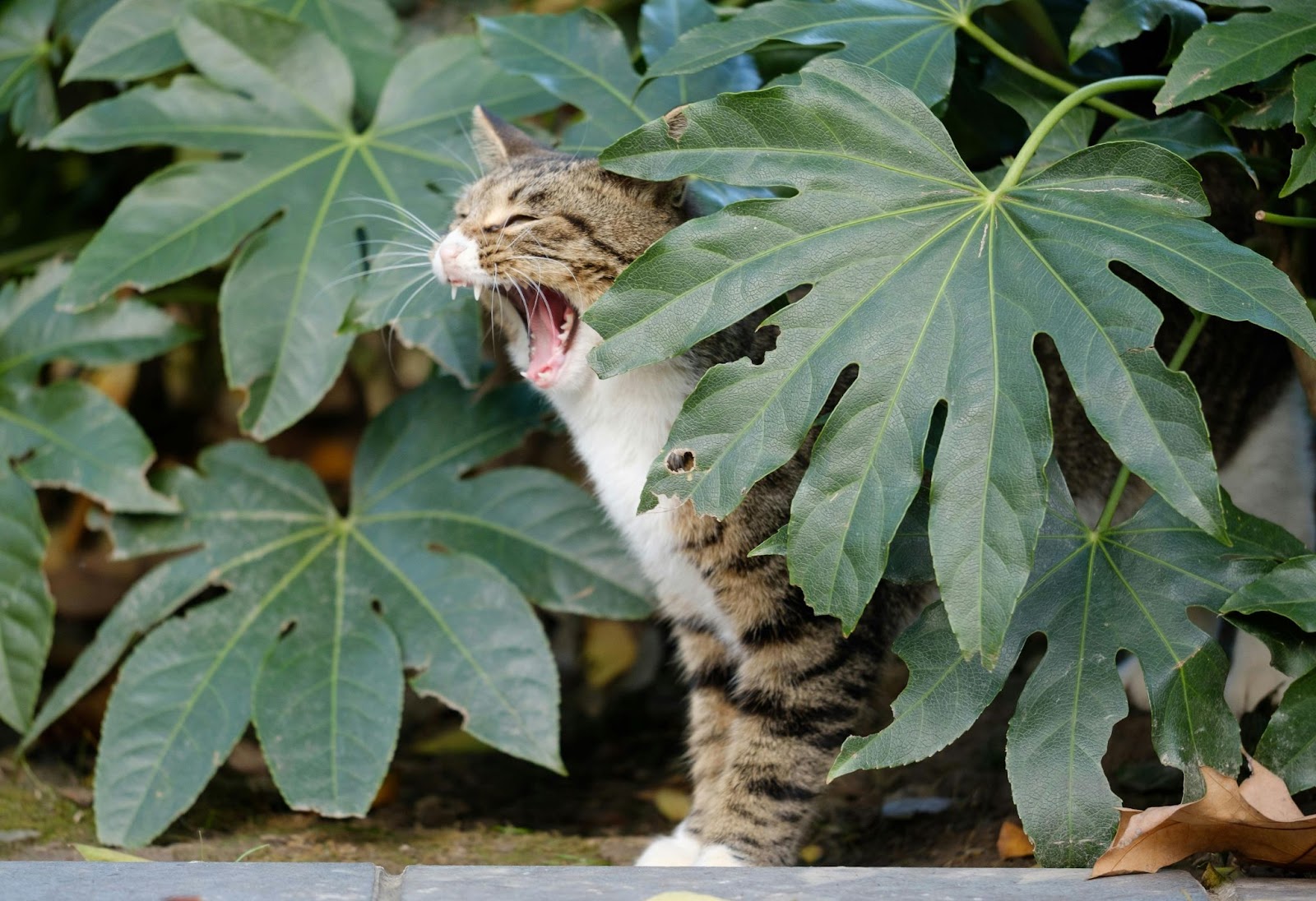 kat tussen planten