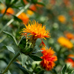 arabic flower name list
