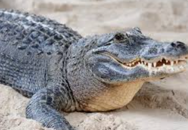 Alligator, National Chambal Alligator Sanctuary,1979
