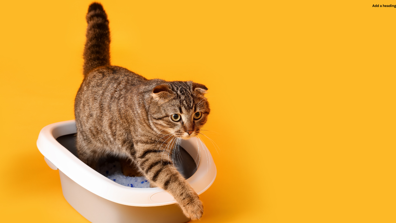 Brown-striped kitty stepping out of an open litter box with clean clumping litter, highlighting proper litter box use and hygiene.