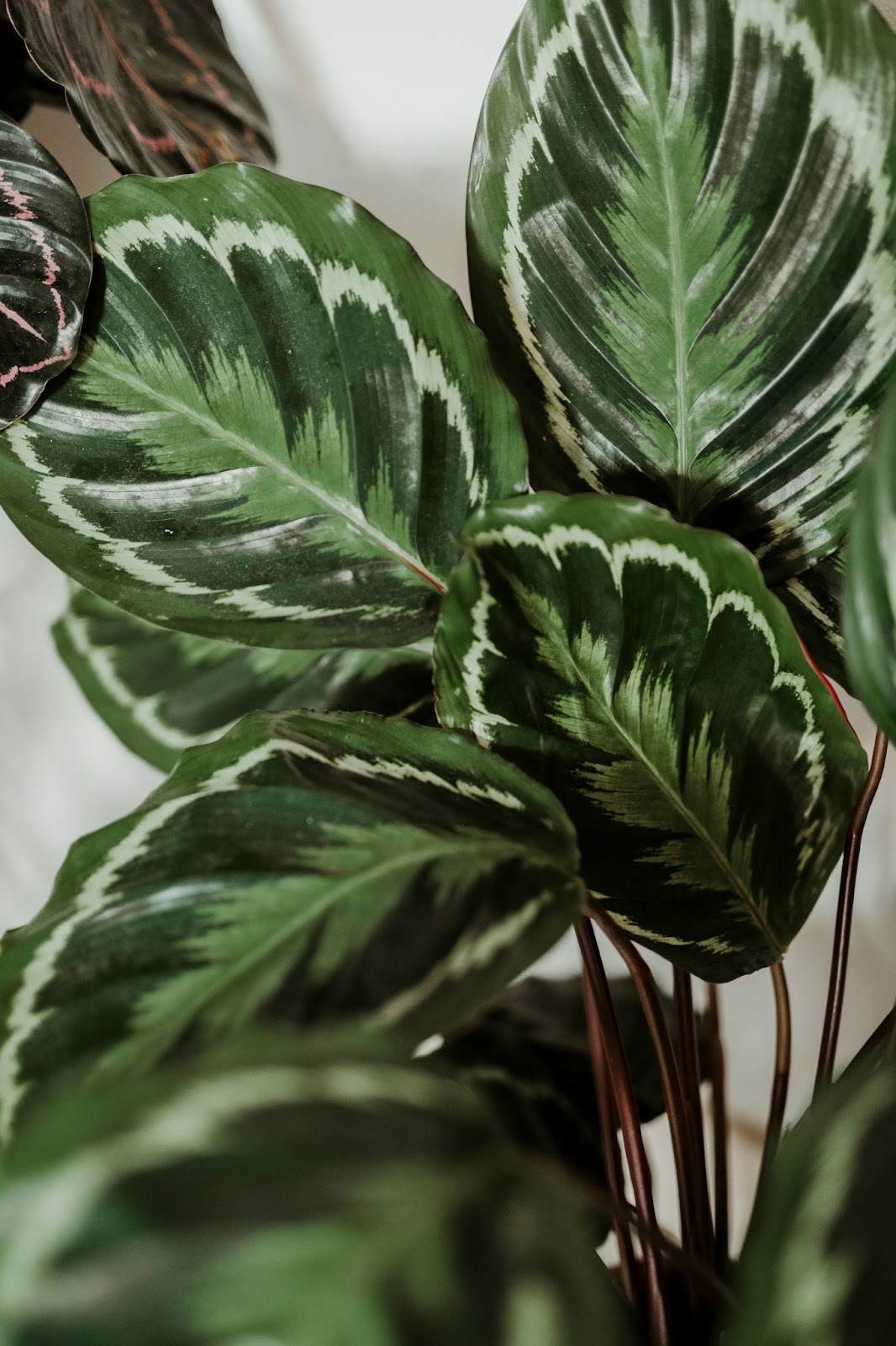 Care for Calathea