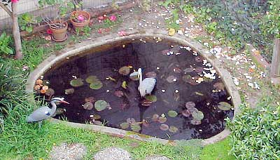 heron-in-fishpond.jpg