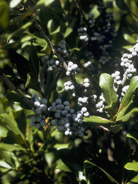 Morella pensylvanica (Northern bayberry) #992