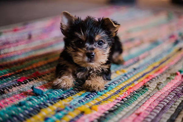 Yorkie puppy lying on carpet