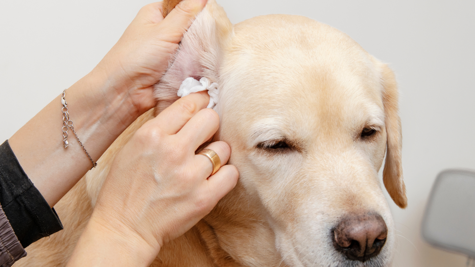 dog ear infection