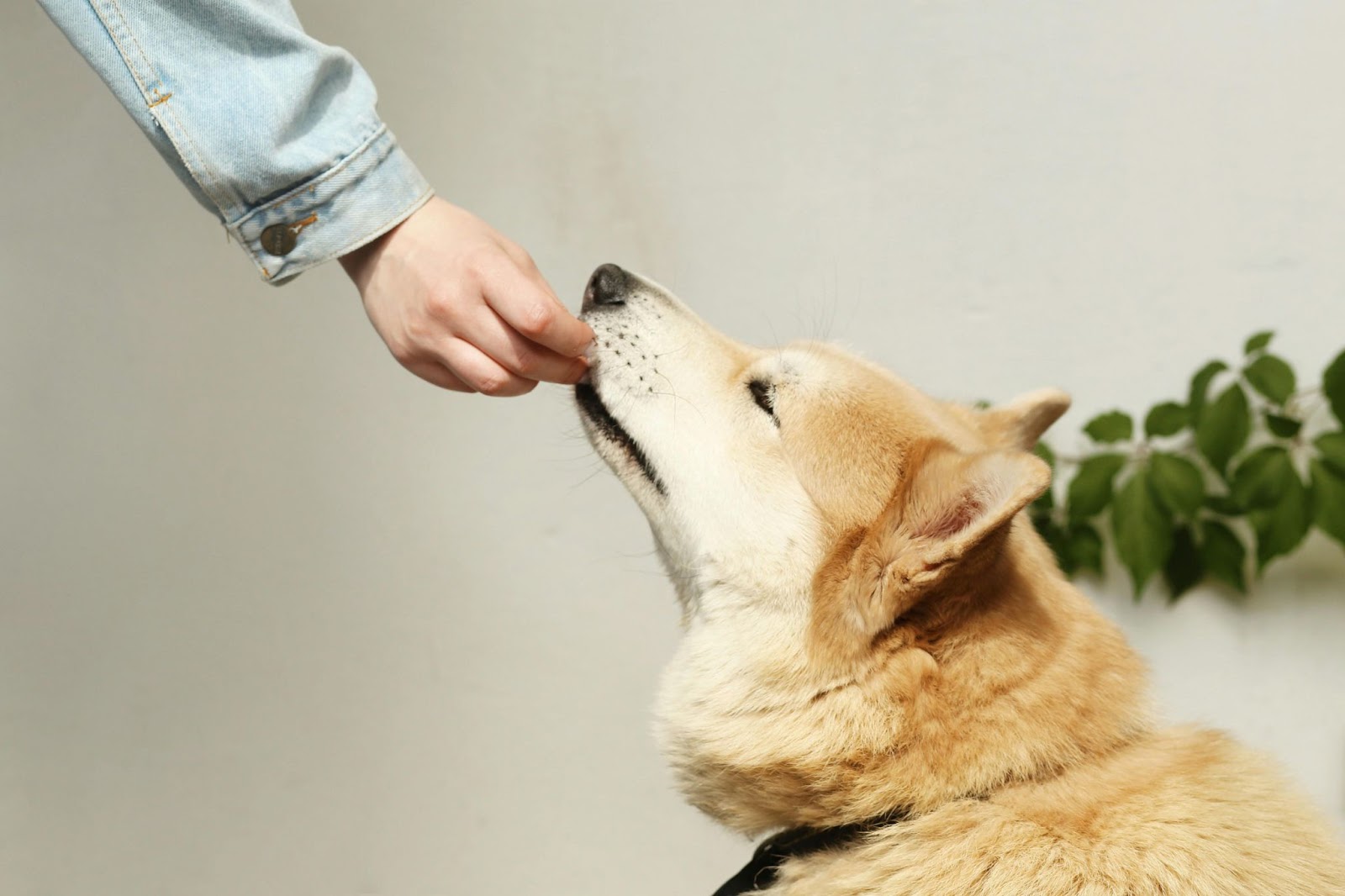 Person Feeding Treat to Tan Dog&nbsp;