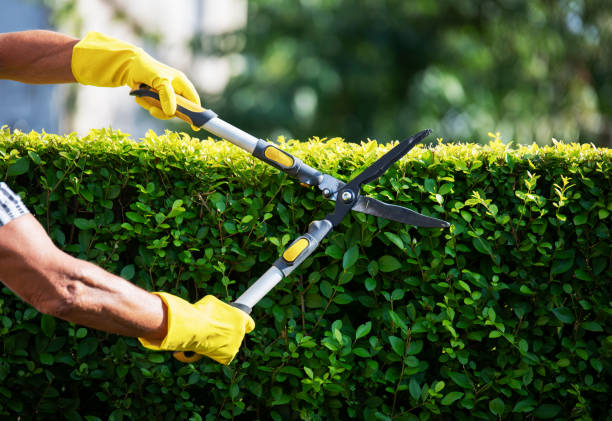 winter plant care