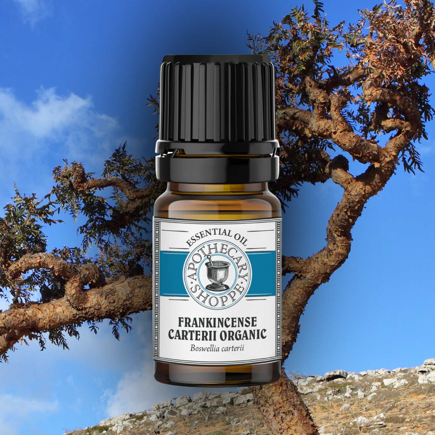 Frankincense Essential Oil